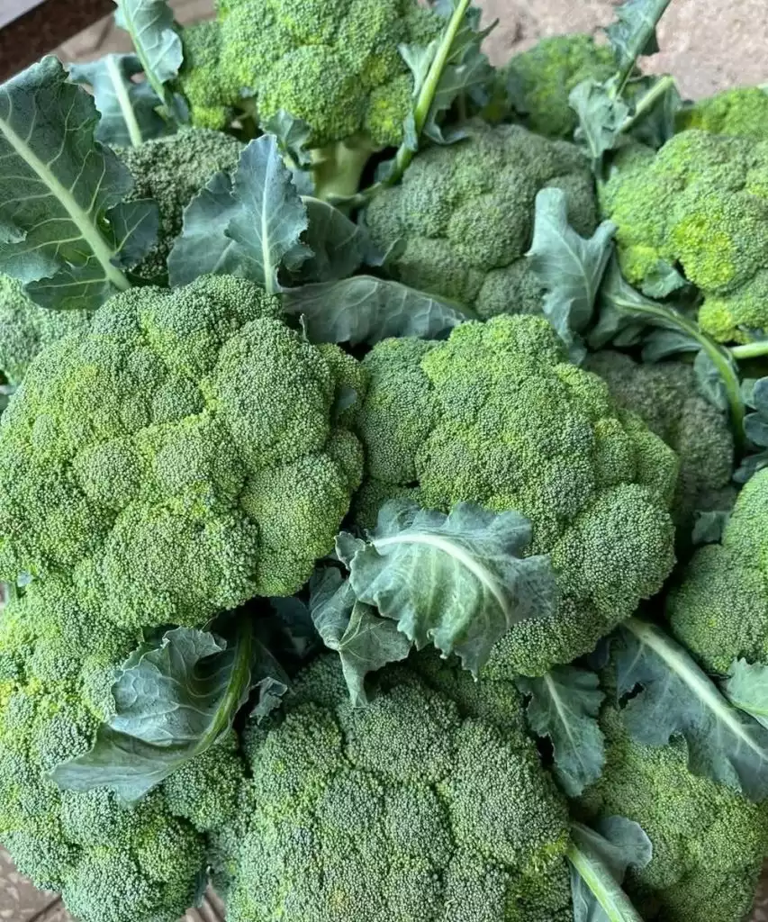 🥦 Doctors Reveal What Happens When You Eat Broccoli Regularly—Science-Backed Benefits (and Who Should Be Cautious)