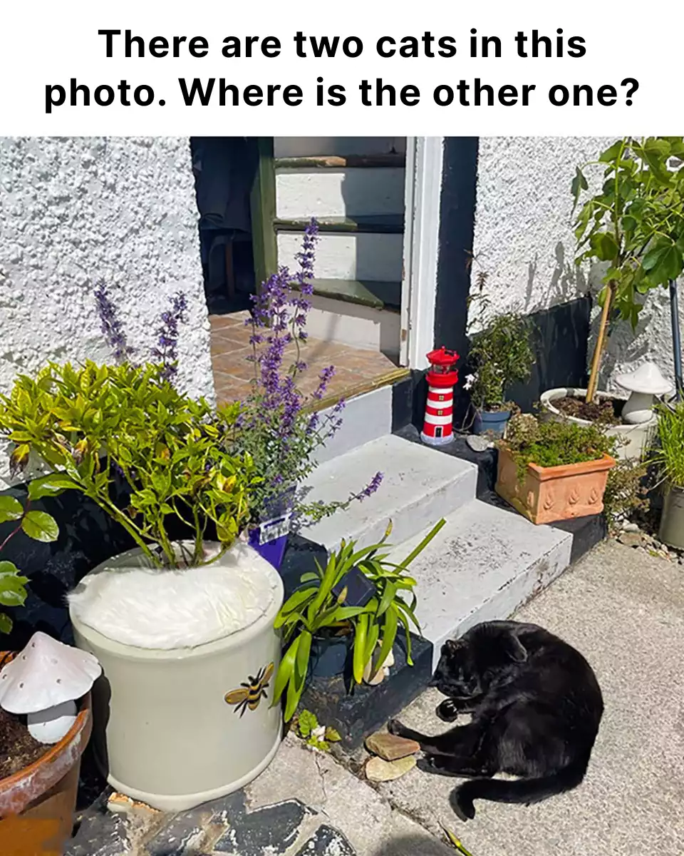 Only the most perceptive will be able to spot the two cats in this photo: can you see them?